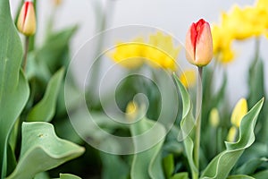 Abstract Background of Yellow and Red Tulips in Garden