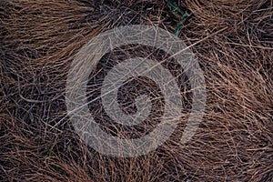 Abstract background of yellowed dry grass, autumn lawn. Burnt-out dried grass. Close-up texture