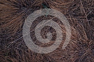 Abstract background of yellowed dry grass, autumn lawn. Burnt-out dried grass. Close-up texture. Top view. Flat lay