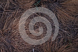 Abstract background of yellowed dry grass, autumn lawn. Burnt-out dried grass. Close-up texture. Top view. Flat lay. Autumn backgr