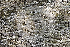 Abstract backgrounds: bark of an old ash-tree with moss and lichen