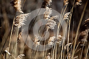 Abstract Backgrounds Conservation Spring Afternoon Brown Tall Grass