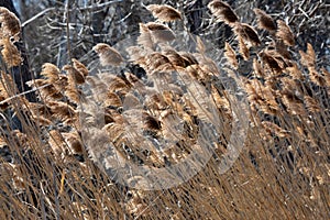 Abstract Backgrounds Conservation Spring Afternoon Brown Tall Grass