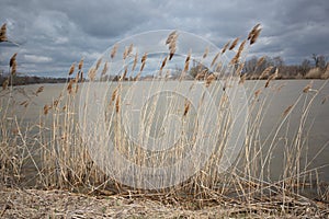 Abstract Backgrounds Conservation Spring Afternoon Brown Tall Grass Single Head