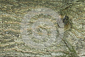 Abstract backgrounds: oak tree pattern with the remainder of an branch photo