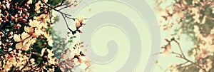 Abstract banner background of cherry tree