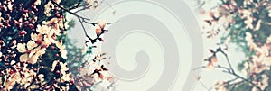 Abstract banner background of cherry tree