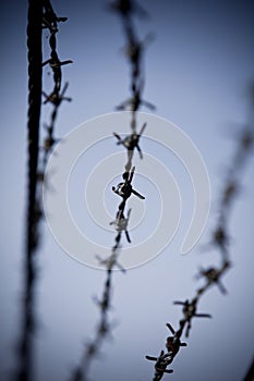 Abstract barbed wire