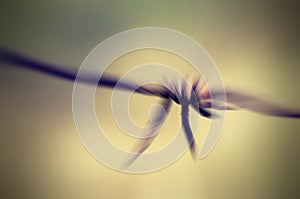 Abstract barbed wire.
