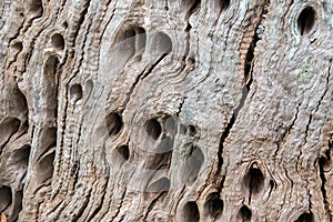 Abstract bark background