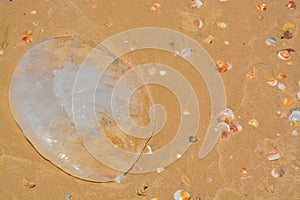 Abstract beached jellyfish on the Mediterranean in Israel