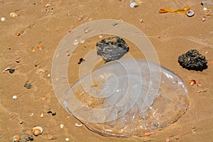 Abstract beached jellyfish on the Mediterranean in Israel