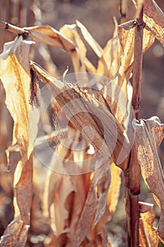 Abstract beautiful autumn backround. Dry leaves of corn, dry corn stalks, end of season. Corn field in fall with sunshine