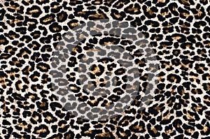 Abstract beautiful background of leopard print