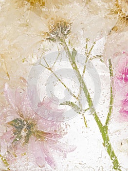 Abstract with beautiful frozen chrysanthemums