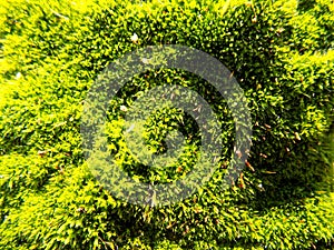 Abstract beautiful green moss background. Nature wallpaper backgrounds