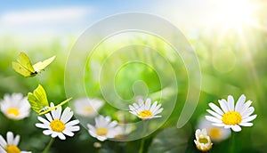 a abstract Beautiful summer background with fresh green grass and wild chamomile flowers in sunny meadow