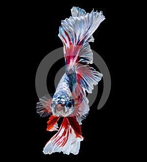 Abstract beautiful tail of fish