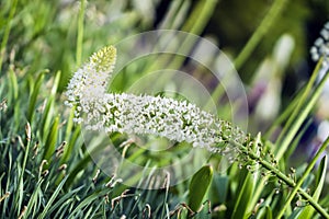 Abstract beautiful white flowers, lawn, green grass, sunny day in park, light summer backdrop with bokeh, diagonal