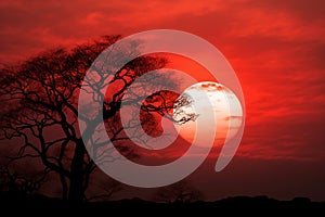 Abstract beauty Red sunset sky with round sun and silhouetted tree