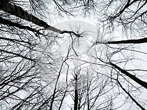 Abstract of birch trees reaching up to the sky in winter