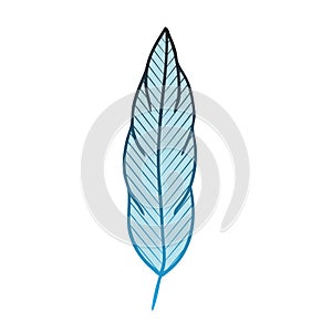 abstract bird feather hand drawn