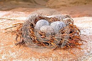 Abstract bird nest and eggs creation