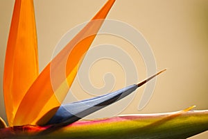 Abstract Bird of Paradise