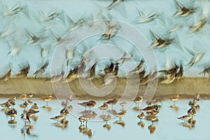 Abstract of bird shore photo