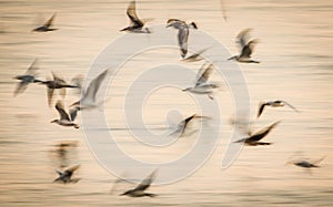 Abstract birds flight speed movement