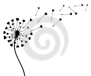 Abstract black dandelion silhouette with hearts, flying seeds of love dandelion - vector