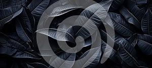 Abstract black leaf textures on tropical leaf backgroundflat lay with dark nature concept.