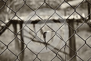 An abstract black and white back ground image of an ironed fence
