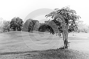 Abstract black and white image alone tree in golf course field at countryside.