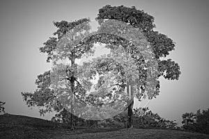 Abstract black and white image alone tree in golf course field at countryside.
