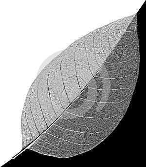 Abstract black and white leaf veins skeleton