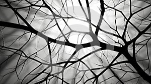 Abstract Black And White Photo Of Branches In The Sun