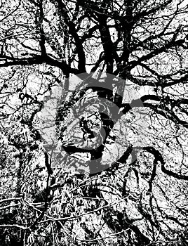 Abstract black and white picture with the tangled branches of a tree