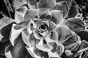 An abstract black and white structure of a bizarre flower