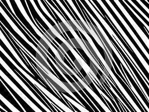 abstract black and white zebra print