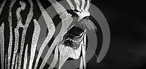 Abstract black and white zebra stripes create dynamic background, Ai Generated
