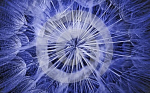 Abstract blue dandelion texture background