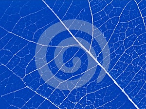 Abstract blue leaf background