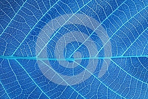 Abstract blue leaf background