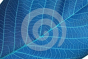 Abstract blue leaf background