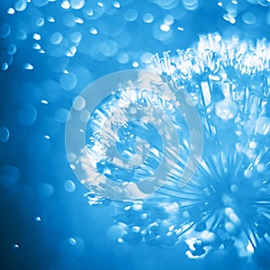 Abstract blue nature floral. Close up aliumg flower head with dandelion structure wit water drops