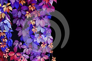 Abstract blue, purple, pink, red, yellow girlish grape leaves decorative pattern on black background isolated close up copy space