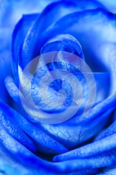 Abstract Blue Rose