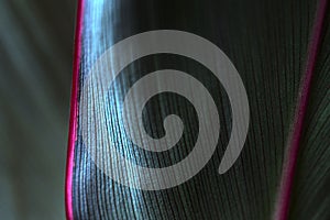 Abstract blue Ti or Cordyline leaves texture pattern imacro photography