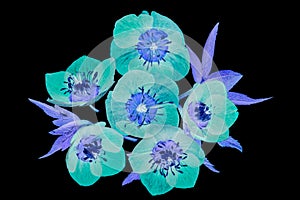 Abstract Blue and Turquoise Flowers on Black Background